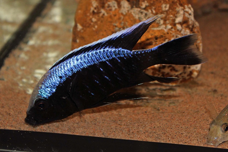 Copadichromis trewavasae 'Chizumulu Island'